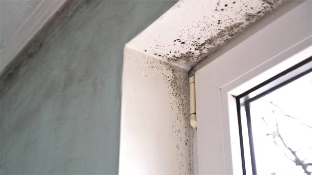 Best Airborne Mold Testing  in Shafer, MN
