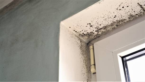 Best Mold Remediation for Healthcare Facilities  in Shafer, MN