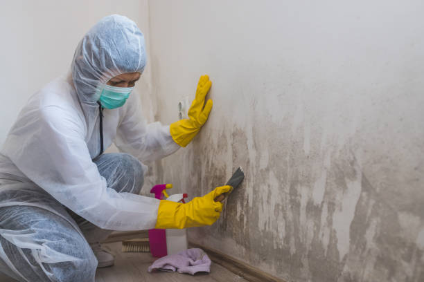 Best Environmental Consulting for Mold Prevention  in Shafer, MN