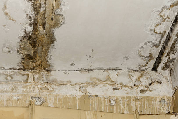 Best Basement Mold Removal  in Shafer, MN