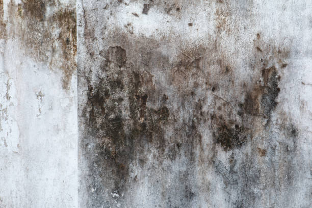 Best HVAC Mold Inspection and Cleaning  in Shafer, MN