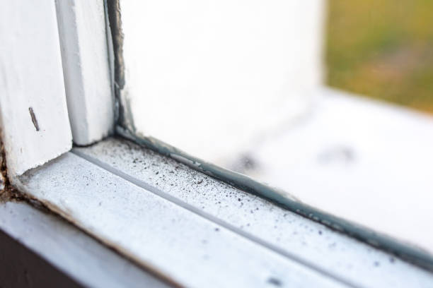 Best Mold Prevention Services  in Shafer, MN