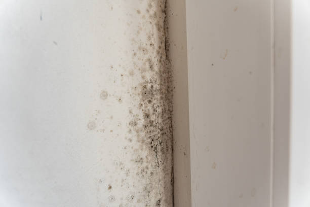Best Air Quality Testing for Mold Spores  in Shafer, MN